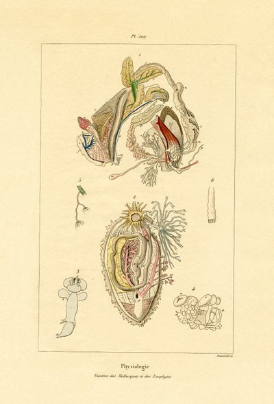 Intestines by French School